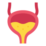bladder_5018080